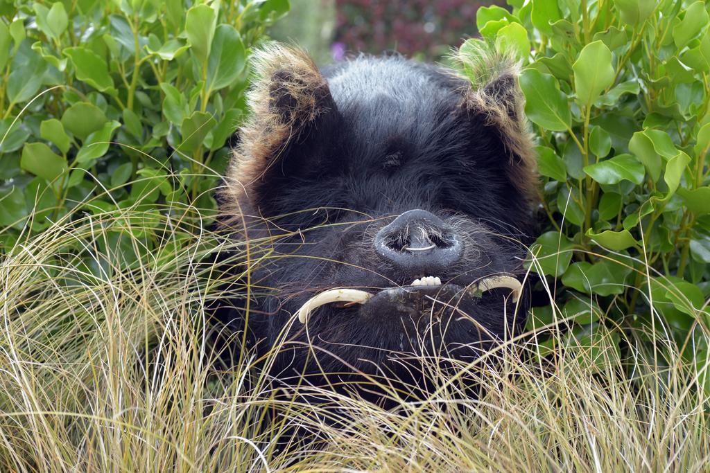 Tuakau Lavalla Estateゲストハウス エクステリア 写真